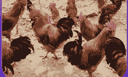 笨鸡苗出售价格多少钱