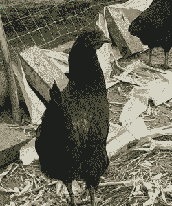 超高产绿壳鸡苗价格多少