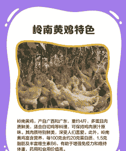 岭南黄鸡苗出售价格表