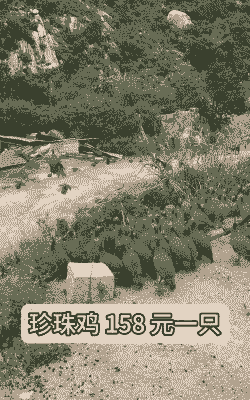 鸡苗养殖基地收购价格