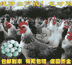 纯种白芦花鸡活苗价格表