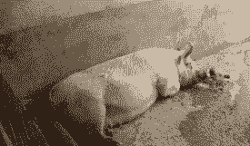 母猪产后不吃食打颤