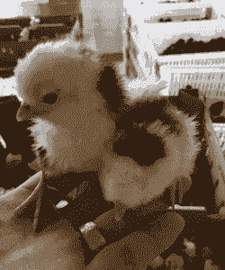 东海县鸡苗出售价格多少