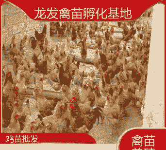 孵化场供应温氏鸡苗价格