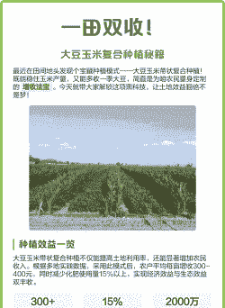 大豆玉米种植建议