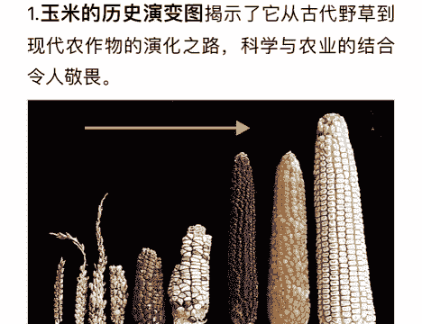 中国玉米种植历史