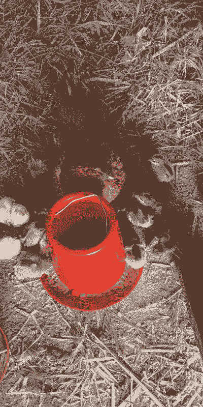 四川成品鸡苗出售价格