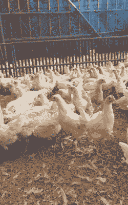 圣农白羽鸡苗价格多少钱