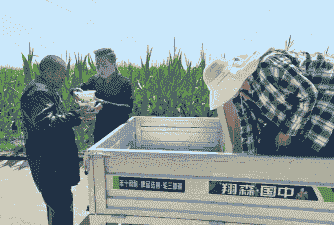 沈丘玉米种植面积