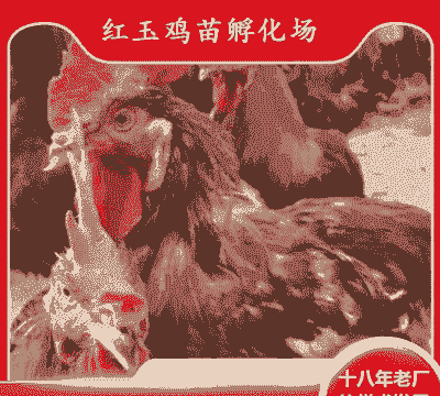 鹤壁鸡苗出售价格多少钱