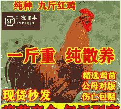九斤鸡苗出售价格多少合适