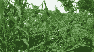 玉米种植防倒伏