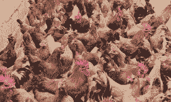 武定鸡苗价格多少钱一只