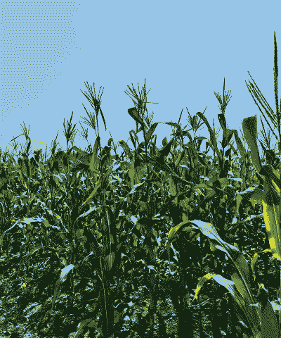 广西玉米种植海拔