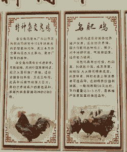 六月份白羽鸡苗价格