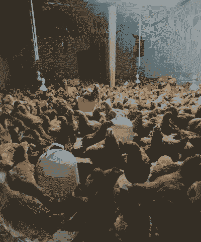 福建鸡苗零售价格多少