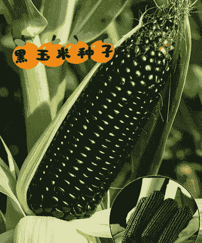 黑色玉米种植教程