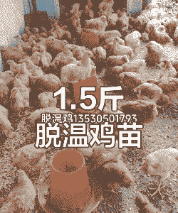 鸡苗价格最高多少钱一只