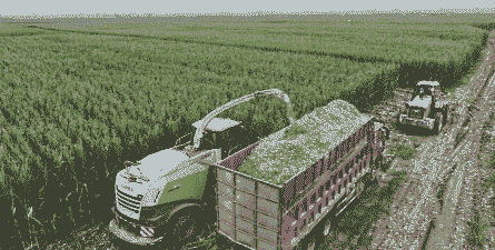 青贮玉米种植投入