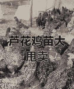 河南白芦花鸡苗出售价格表