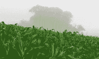 巴西玉米种植区域