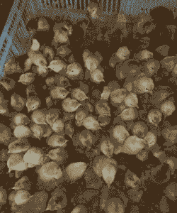 衡阳鸡苗零售价格多少