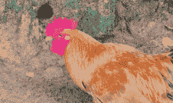 黑龙江黄杂鸡苗价格表