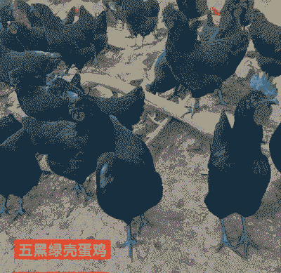 徐州五黑一绿鸡苗价格表