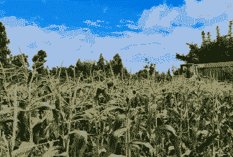 昆明玉米种植地