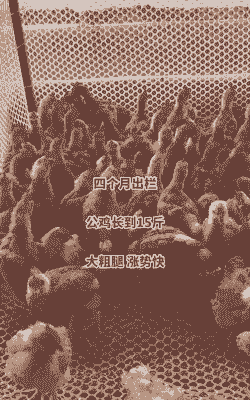 一斤左右鸡苗价格多少钱