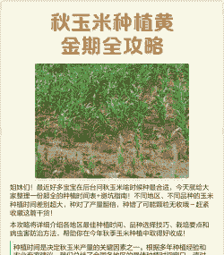 秋玉米种植要点