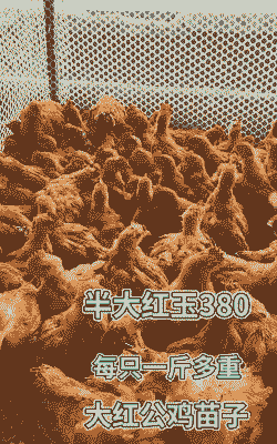 红玉鸡苗价格多少钱一斤