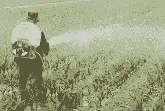 玉米种植农药使用