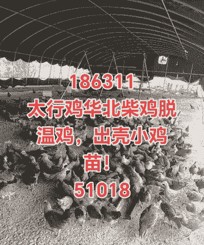 柴鸡苗价格多少钱一只鸡