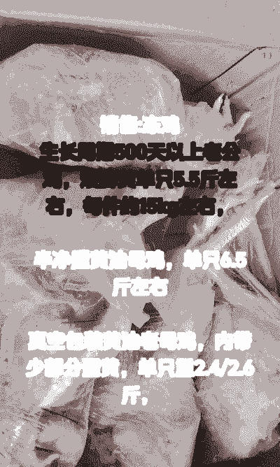 冷冻鸡苗价格多少钱一只