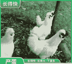 海南一斤左右鸡苗价格表