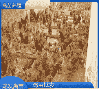 贵州六盘水鸡苗价格表