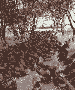 三穗县低的鸡苗价格