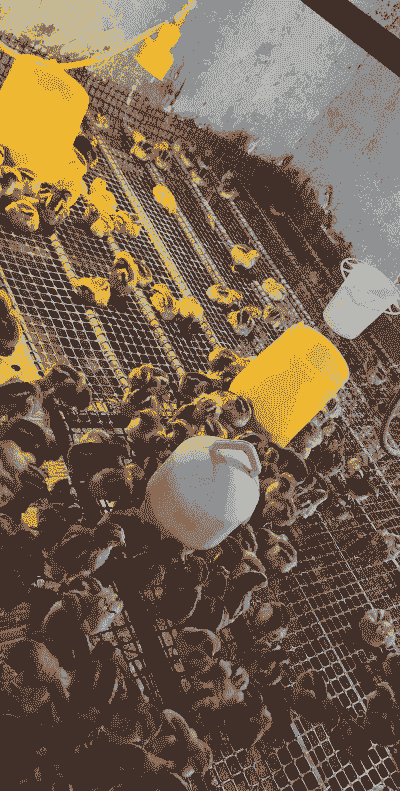 黑水鸡苗价格多少钱一只