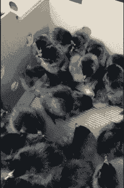 今年淮安鸡苗价格行情怎么样