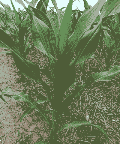 玉米种植防疫源头