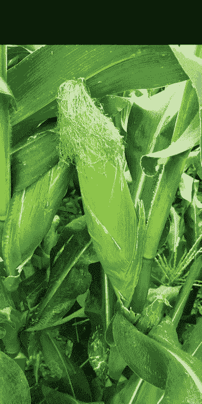 漯河玉米种植多少