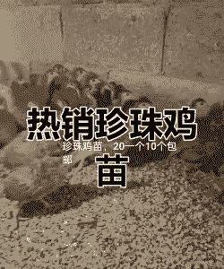 鸡苗今年多少钱一只价格