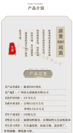 孵化场鸡苗价格是多少钱