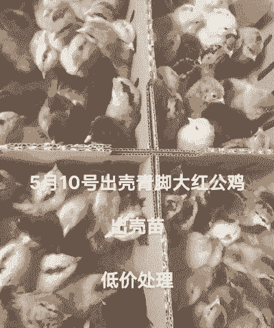 同城出壳鸡苗出售价格表
