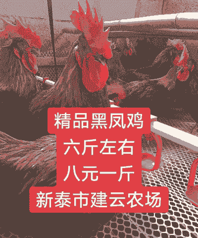 黑风鸡小鸡苗价格多少一斤
