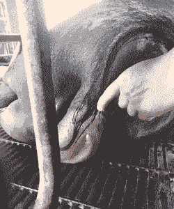 母猪产前产后水肿多