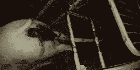 母猪产后流黑色血水