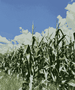 赣县玉米种植地区