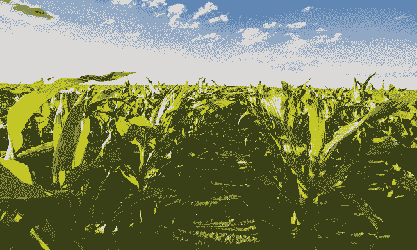 玉米种植土地湿度